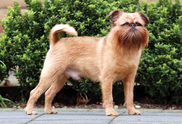 image:	Brussels Griffon