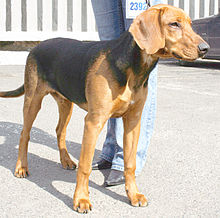 image:	Schiller Hound