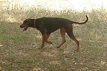 image:	Serbian Hound