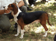 image:	Serbian Tricolor Hound