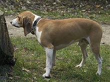 image:	Small Swiss Hound