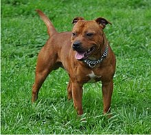 image:	Staffordshire Bull Terrier