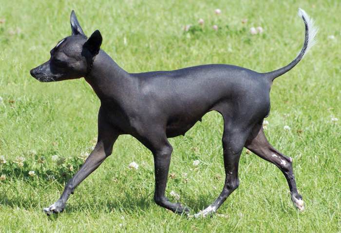 image:	Toy Xoloitzcuintli(Toy Mexican Hairless Dog)