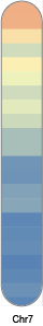 chr7