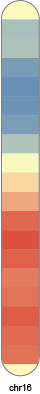 chr16