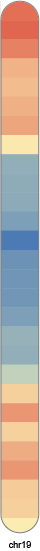 chr19