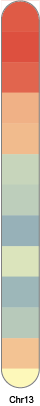 chr13