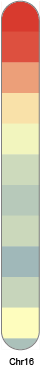 chr16