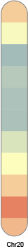 chr20
