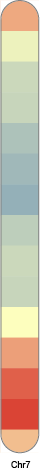 chr7