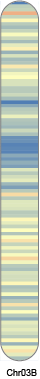 chr18