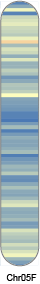 chr38